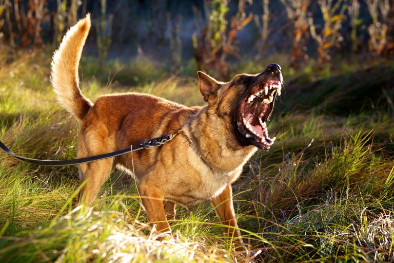 Dog Attack, Animal Bites - Poorly trained pets, bad dog, dangerous animals